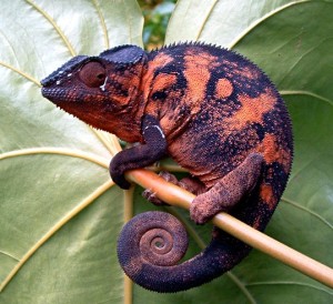 Caméléon Caméléon