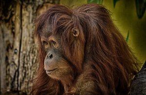 Orang-Utan