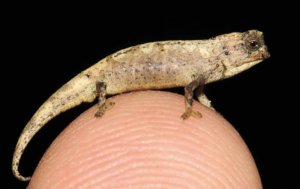 Brookesia nana ( Photo: Wikipedia / CC-BY 4.0)