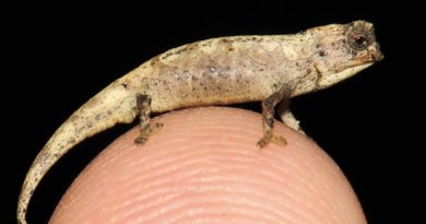 Brookesia nana ( Photo: Wikipedia / CC-BY 4.0)