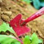 Gartenarbeit
