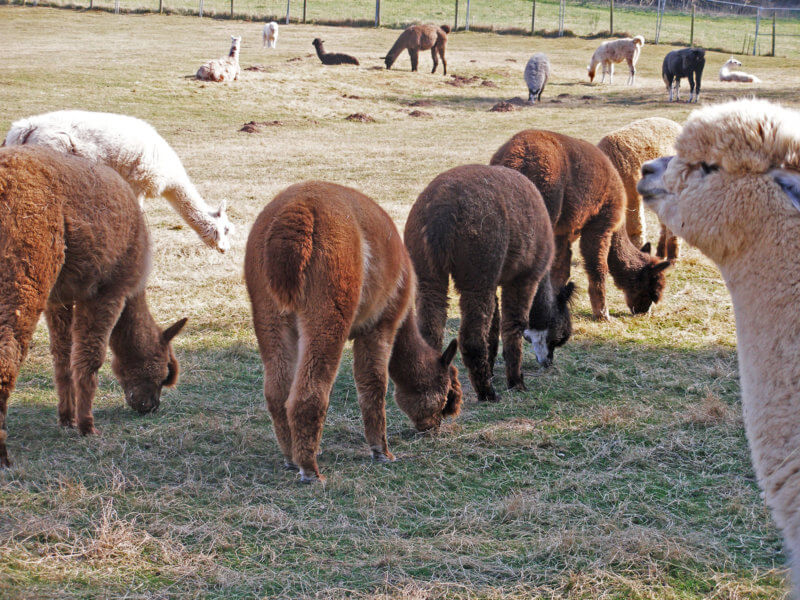 Saar Alpaka Farm