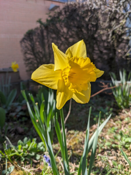 Club jardinage du LFA